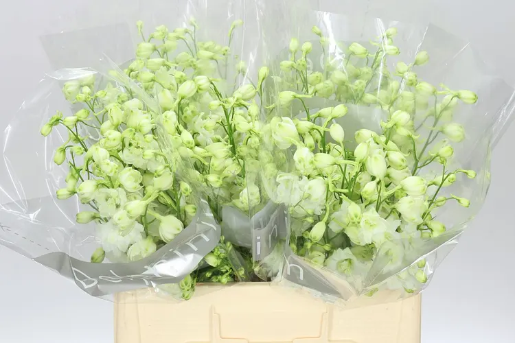Stračonôžka Elatum Centurion White 60 cm