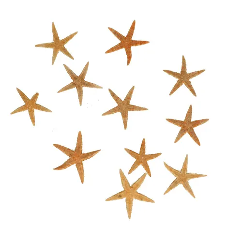Mušľa Starfish hnedá 5 cm