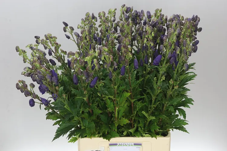 Aconitum Car Arendsii 80 cm