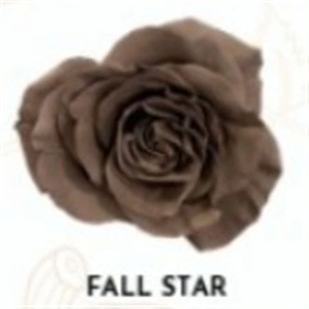 Ruža farbená Fall Star, Ekvádor 50 cm