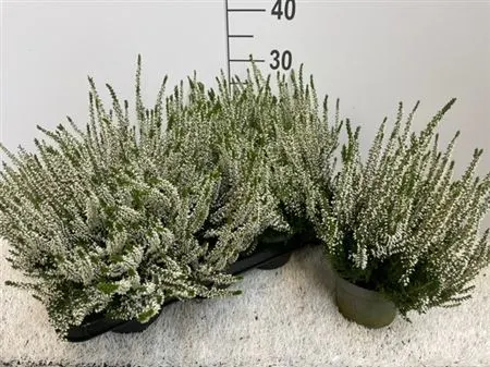 Calluna Beauty Ladies Wit črepník 12 cm