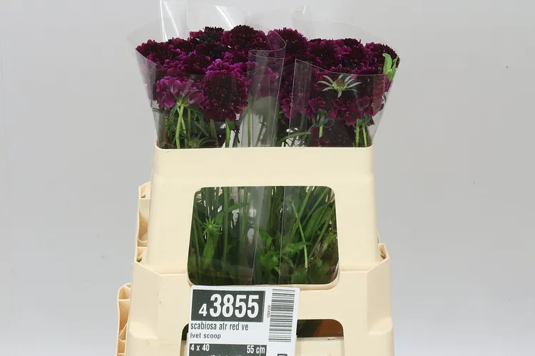 Scabiosa Atr Red Velvet Scoop 55 cm