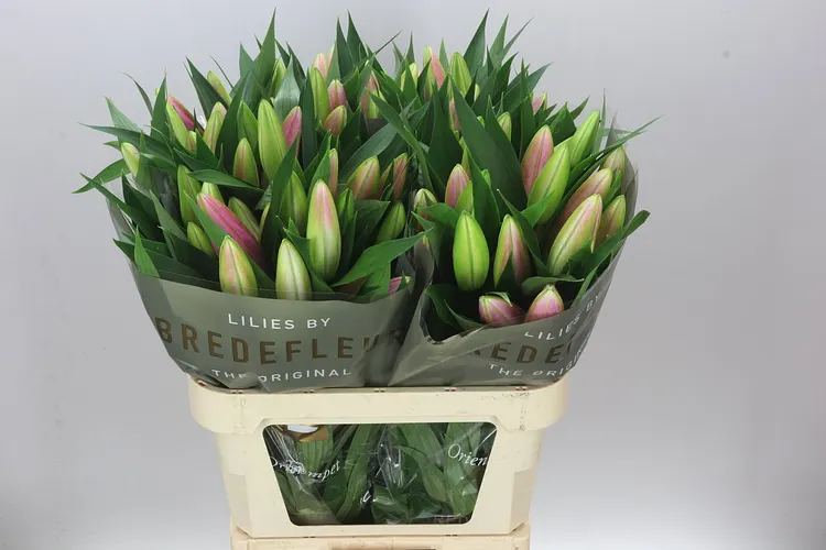 Lil Or Dalian 85 cm