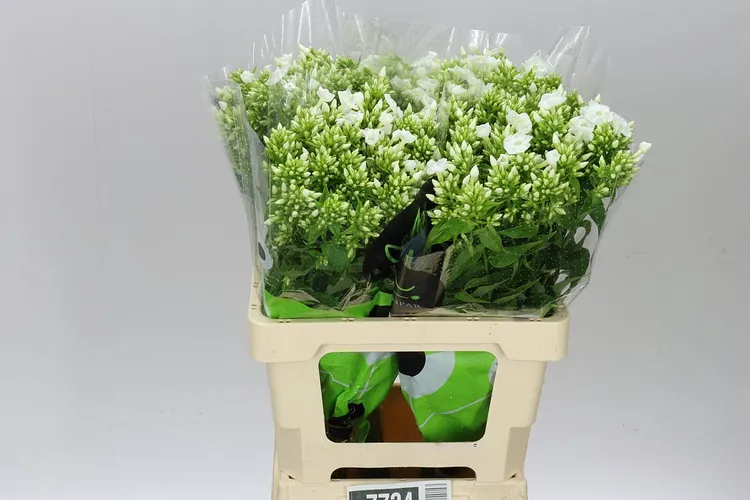 Phlox P Icecap 60 cm