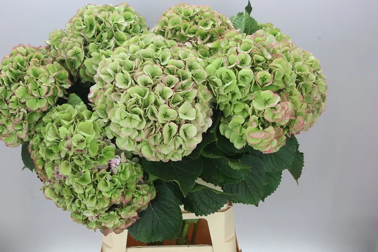 Hortenzia Mammoet Classic 100 cm