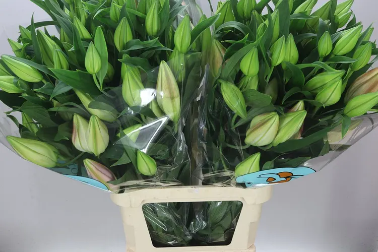 Lil Or Catemaco 105 cm