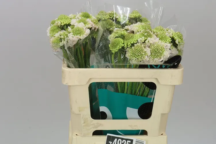 Scabiosa Atr French Vanilla Scoop 50 cm