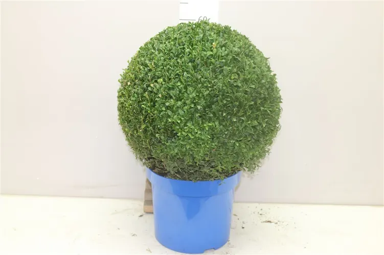 Krušpán (Buxus)