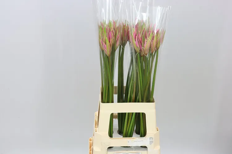 Amarine Smilla 70 cm