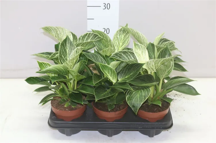 Philodendron White Wave črepník 12 cm