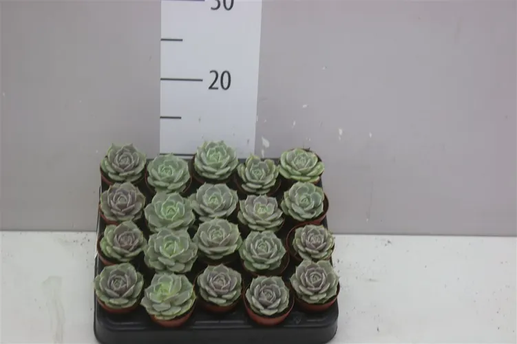 Echeveria Lola črepník 5,5 cm