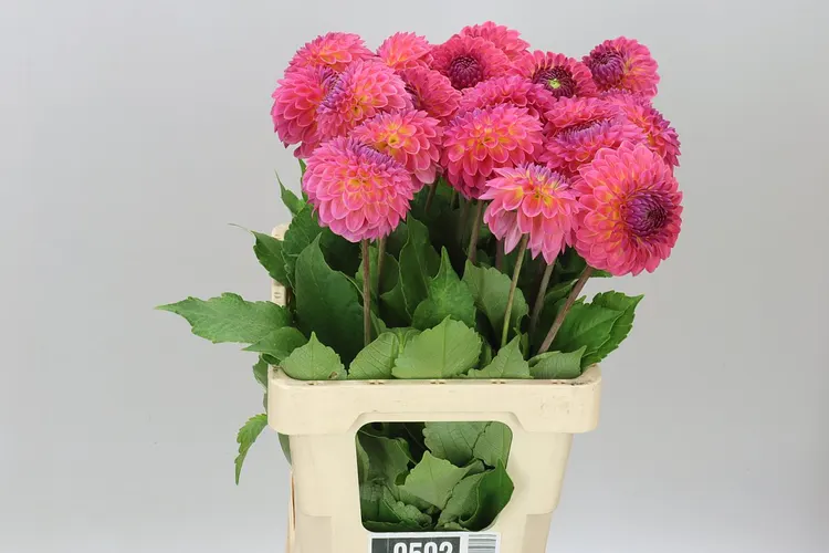 Dahlia Barbados 55 cm