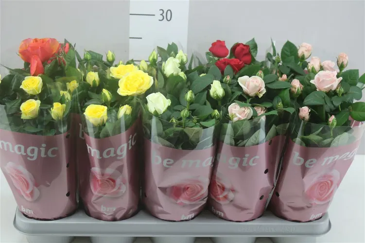 Rosa Beau Monde Gemengd črepník 12 cm