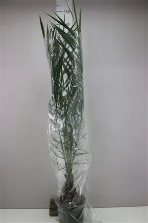 Phoenix Canariensis črepník 18 cm