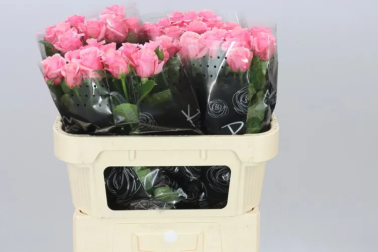 Rosa Gr Barby 70 cm