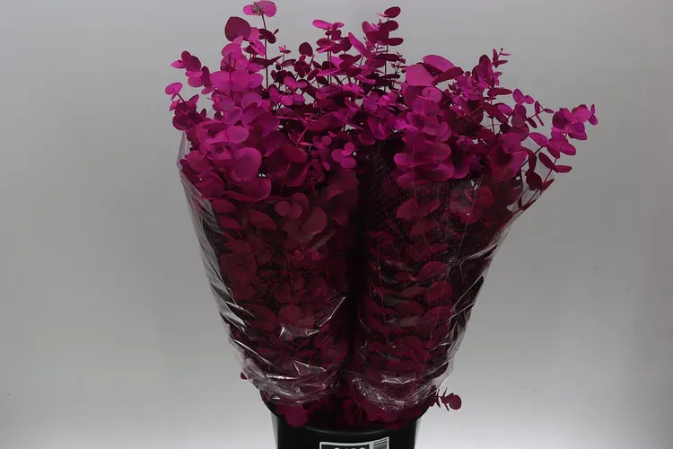 Cinerea Cerise 75 cm