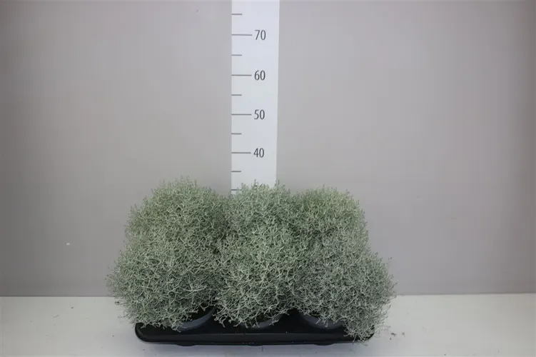Calocephalus črepník 15 cm
