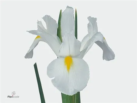 Kosatce (Iris)