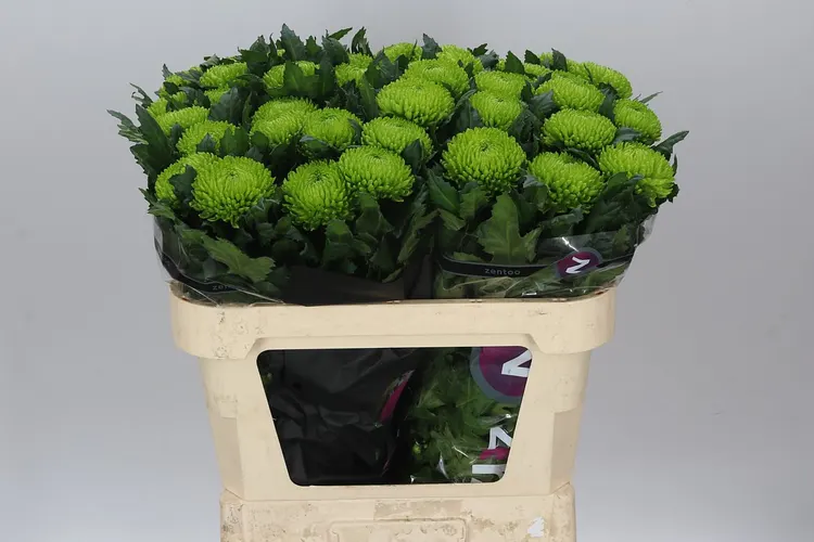 Chryzantéma veľkokvetá Alemani 70 cm