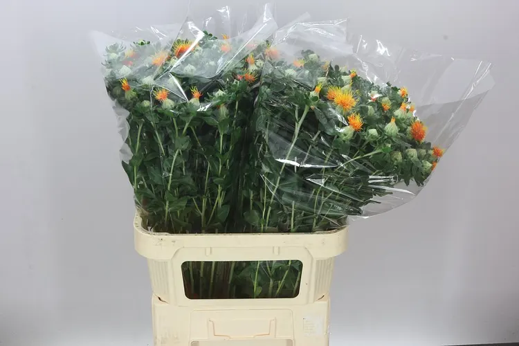 Carthamus T Zanzibar 80 cm