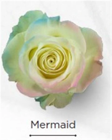Ruža farbená Mermaid, Ekvádor 50 cm