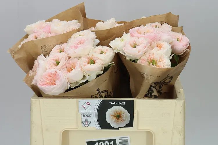 Rosa Gar Tinkerbell 50 cm