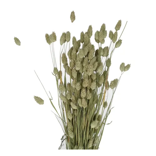 Sušený kvet Phalaris hnedá 65 cm