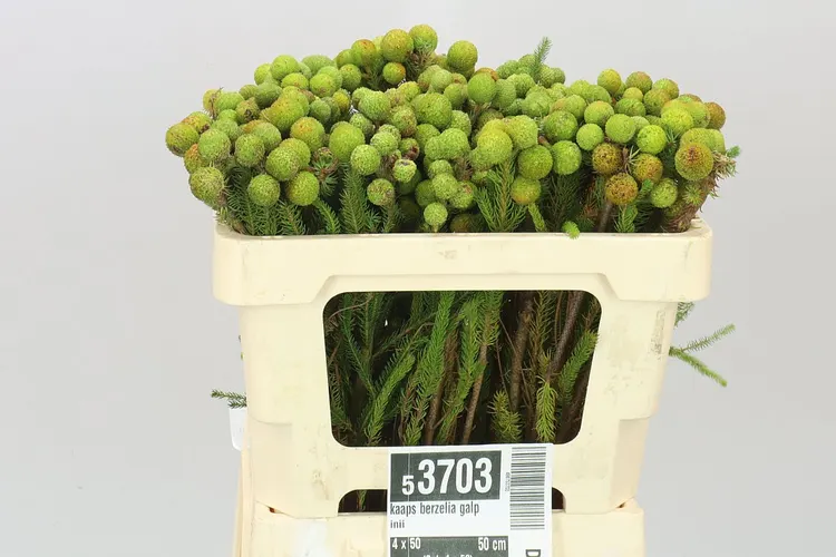 Kaaps Berzelia Galpinii 50 cm