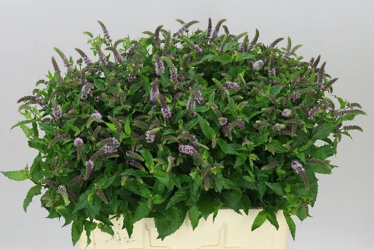 Mentha Tigra 65 cm