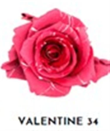 Ruža farbená Valentine 34, Ekvádor 50 cm