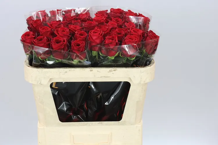 Rosa Gr Red Naomi Drf 70 cm
