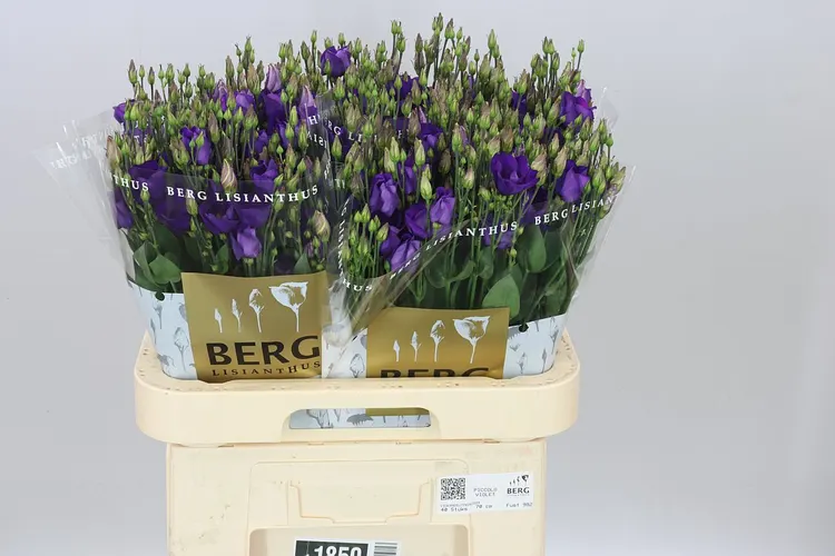 Eust E Piccolo Violet 70 cm
