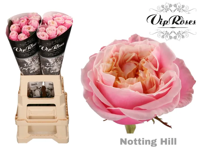Ruža Notting Hill 70 cm