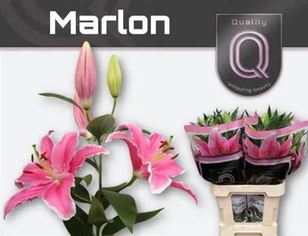 Ľalia orientálna Marlon 80 cm