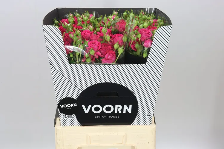 Rosa Tr Judy 70 cm