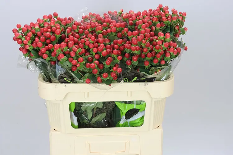 Hyperikum Tomato Flair 70 cm
