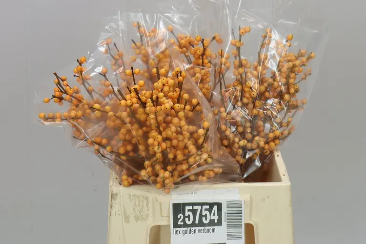 Ilex Golden Verboom 40 cm
