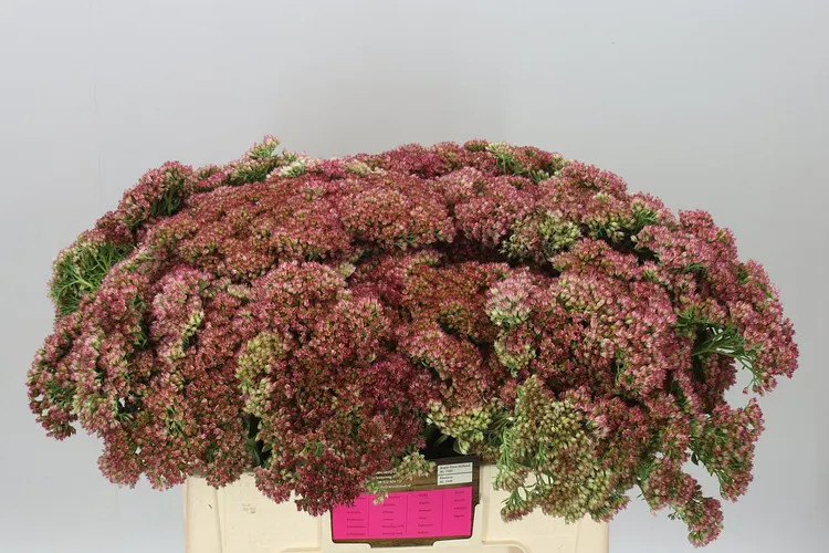 Sedum Herbstfreud 60 cm