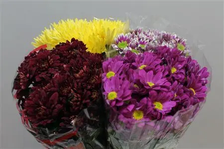 Chr T Assortie Mix 70 cm