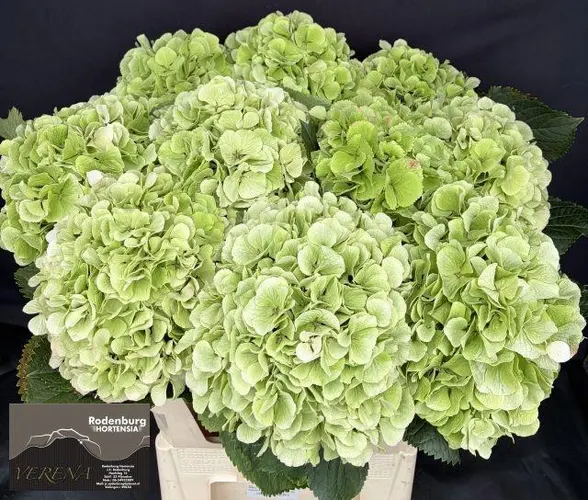 Hydr M Ch Verena Cl 65 cm