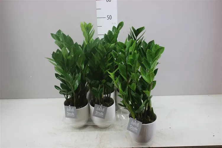 Zamioculcas 4+ Liv Keramiek črepník 13 cm