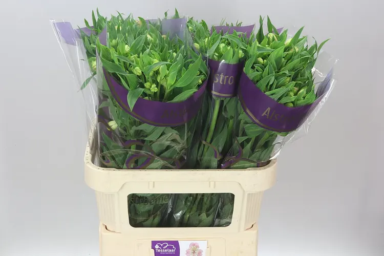 Alstro Wonder Sweet Xl 75 cm