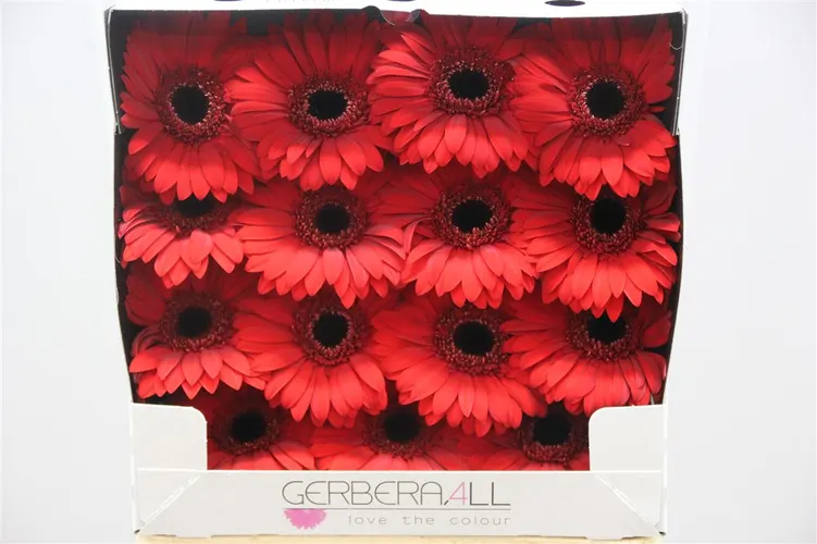 Gerb D Blinddate 55 cm