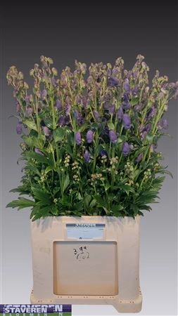 Aconitum Car Arendsii 85 cm