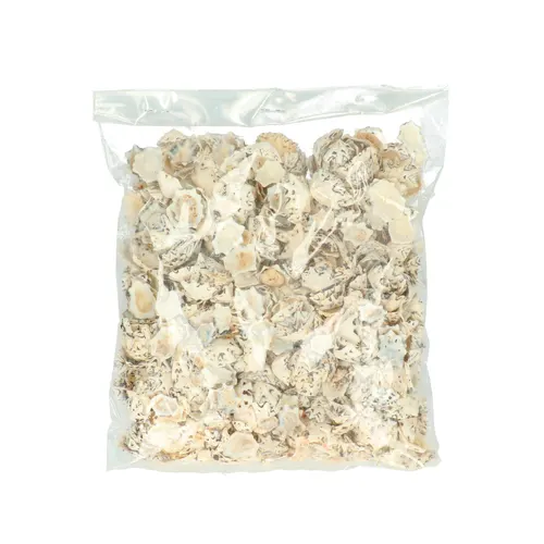 Mušľa Halliotes Pulcherima krémová 500 g