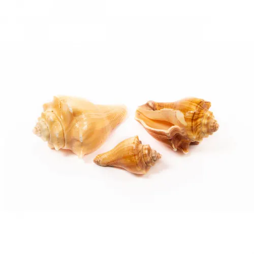 Mušľa Red Mulli hnedá 1 kg