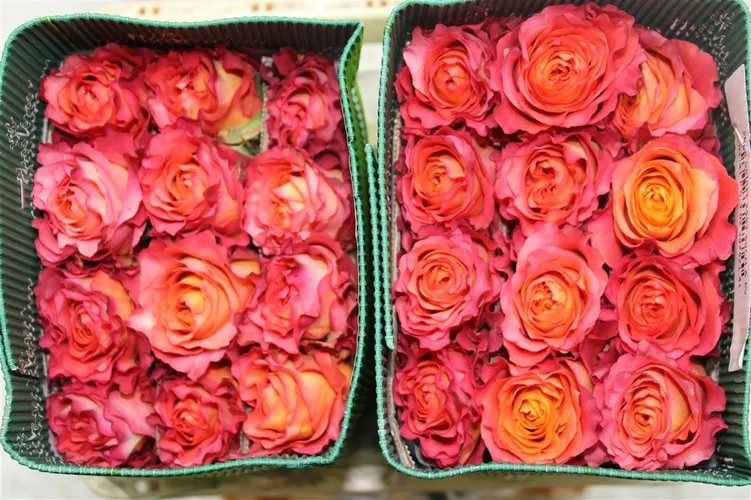 Ruže z Ekvádoru (Roses Ecuador)