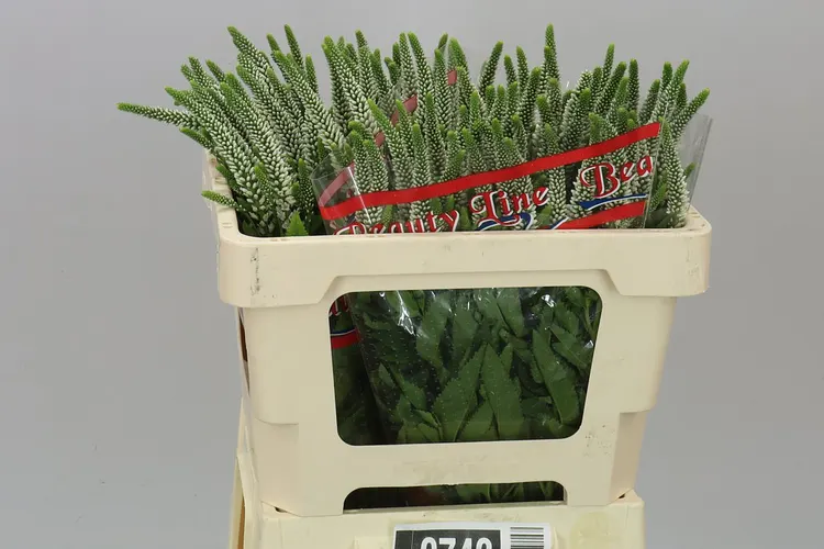 Veronica / Veronicastrum (hlavný sklad)