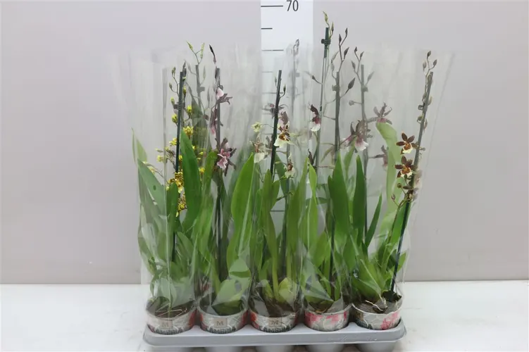 Orchidea Cambria mix, 1 výhon