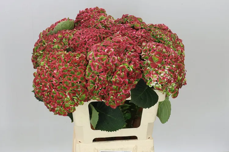 Hortenzia Revolution Classic 60 cm